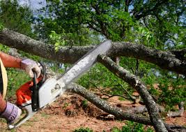 Best Tree Risk Assessment  in Suncook, NH