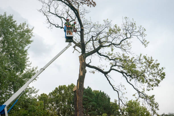 Tree and Shrub Care in Suncook, NH