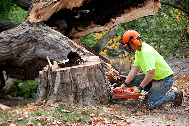 Reliable Suncook, NH Tree Services Solutions