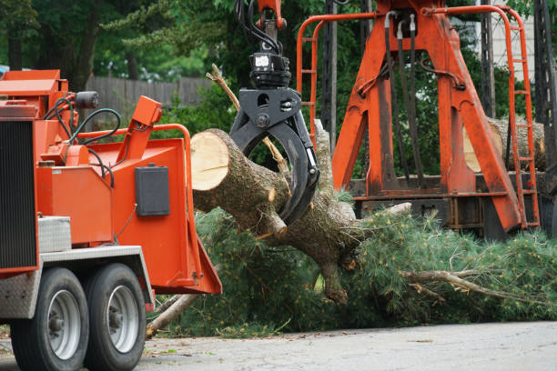 Best Grass Overseeding  in Suncook, NH